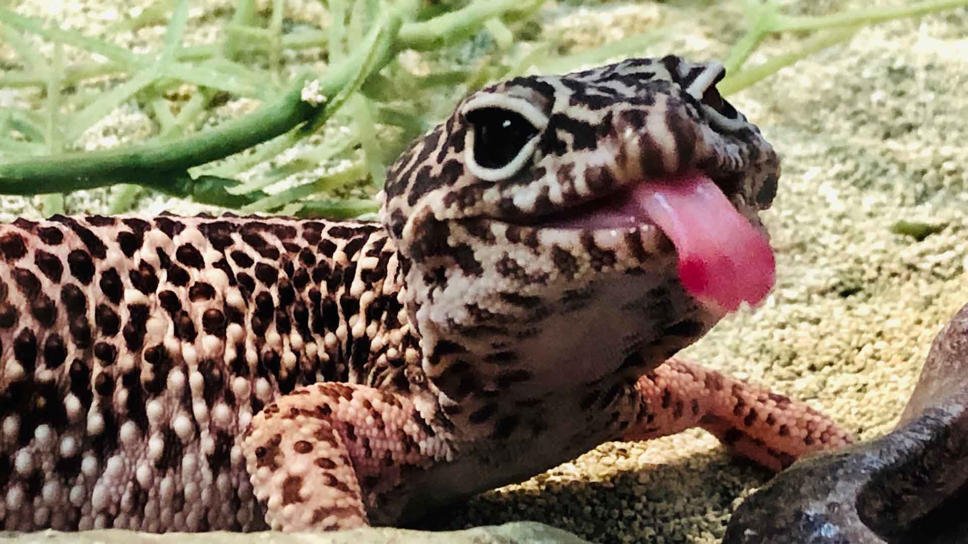 gecko