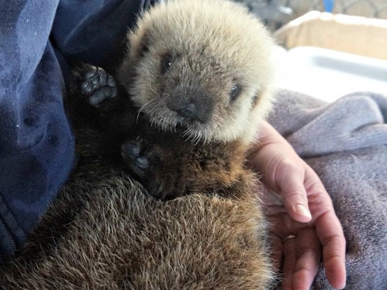 otter