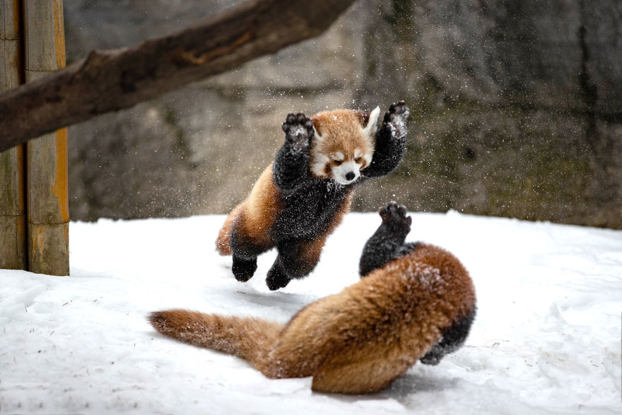 red panda